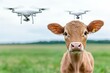 © typepng - A curious calf looks closely as drones fly above, highlighting the fusion of agriculture and technology.