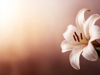 Poster - A delicate white lily blooms in soft natural light with a plain background, offering a serene atmosphere and generous space for personalized text or graphics