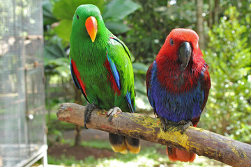 A pair of bright red and blue parrots were perched on a tree trunk