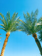© Sergei Dvornikov - Two beautiful palm trees against the sky. Background with a copy space.