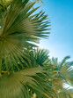 © Sergei Dvornikov - Beautiful palm trees in close-up against the sky. The concept of recreation at the resort.