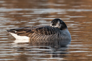 young canadian goose sleeping on a lake