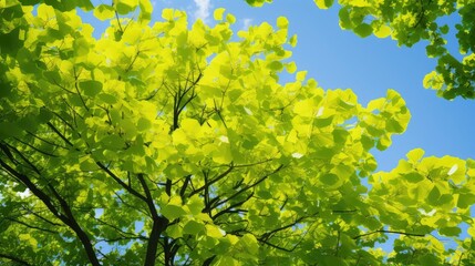 Poster - tree ginkgo leaves