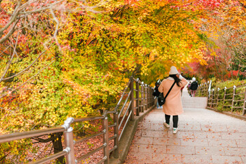 Wall Mural - Maple leaves, autumn colors in Japan