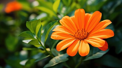 Wall Mural - setting orange flower isolated