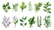 © 69 - Artistic collection of hand-drawn vegetables and herbs in watercolor, clean white background, natural feel