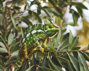 Wall Mural - chameleon perched on lush green leaves in a tropical environment