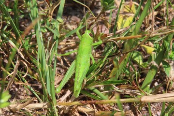 Wall Mural - Green tropical grasshopper in Florida nature, closeup