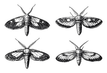 Wall Mural - Tropical Moth Detailed Vintage Engraving Illustration on White Background with Intricate Texture Classic Insect Art Antique Style Exotic Butterfly Graphic Vintage Nature Design