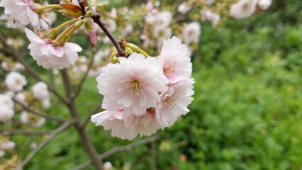 Poster - A bunch of pink flowers on a tree branch