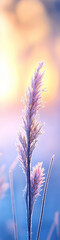 Wall Mural - marsh grasses covered with frost highlighted by the rising sun.