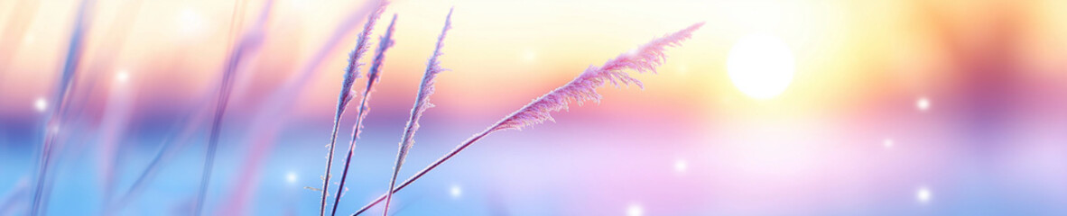 Wall Mural - marsh grasses covered with frost highlighted by the rising sun.