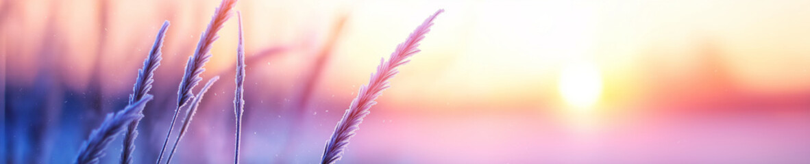 Wall Mural - marsh grasses covered with frost highlighted by the rising sun.