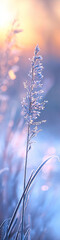 Wall Mural - marsh grasses covered with frost highlighted by the rising sun.