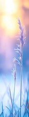 Wall Mural - marsh grasses covered with frost highlighted by the rising sun.