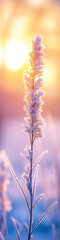 Wall Mural - marsh grasses covered with frost highlighted by the rising sun.