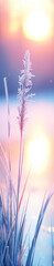 Wall Mural - marsh grasses covered with frost highlighted by the rising sun.
