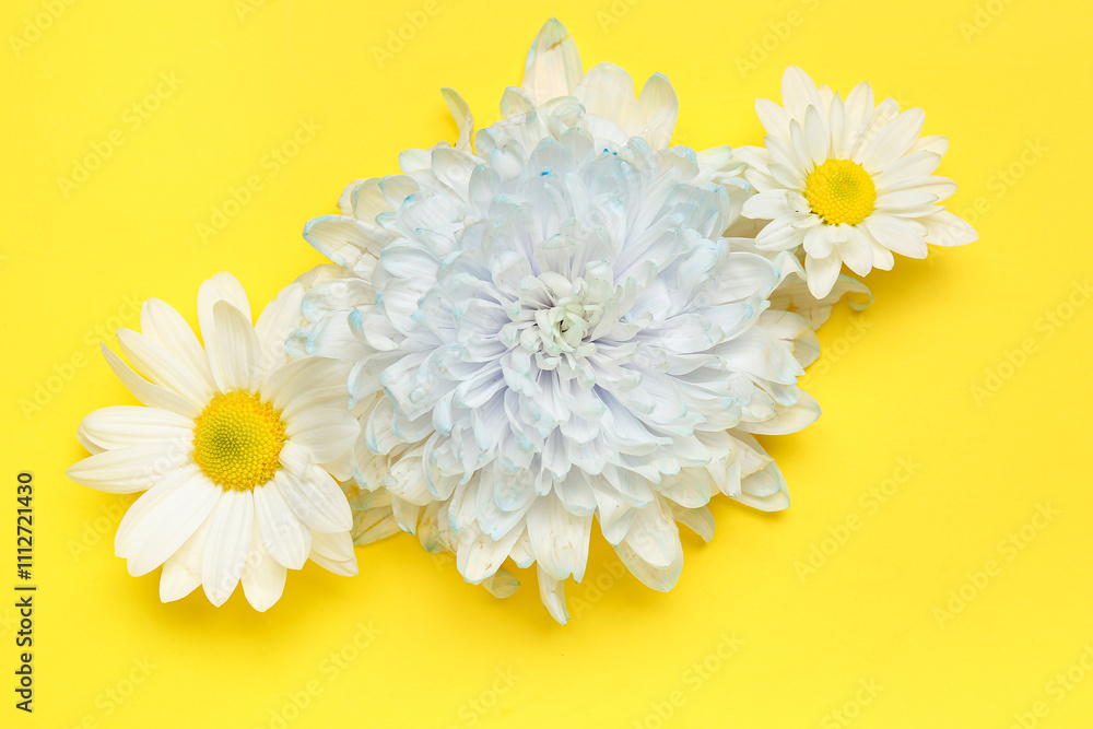 Beautiful chrysanthemum flowers on yellow background