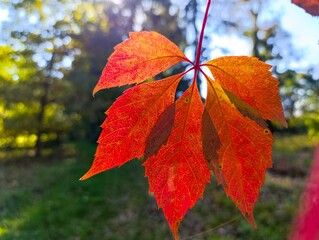 Wall Mural - A close up of a red leaf on a tree branch