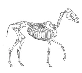 skeletal system of animals. animals bone structure hand drawing vector illustration