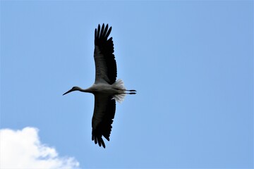 Storch Himmel Vogel Horizont Feder Fliegen 