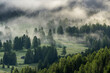 © Andreas Wonisch/Stocksy - Foggy forest in the morning