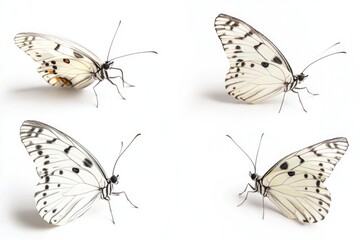 Wall Mural - a group of four butterflies sitting on a white surface, ideal for backgrounds or illustrations