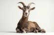 © Pete - Full body shot of Javan goat on white background. Animal sits calmly. Religious significance of Eid Adha sacrifice in Islam implied. Photo suitable for Islamic culture, animal husbandry, religious