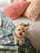 © valbar STUDIO/Stocksy - A playful kitten in a cozy bed