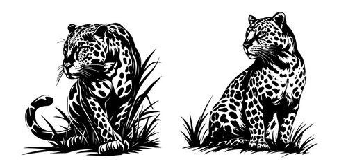 Canvas Print - wild leopards in realistic hand-drawn ink style black vector