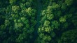 © Rstm - Aerial view of a river flowing through a lush green forest.
