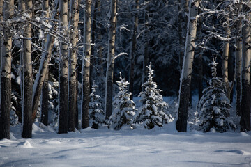 two small trees in the woods with snow in winter