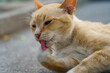 © Watcharawit Phudork/Stocksy - Ginger cat licking its paw