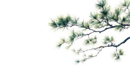 conifer branch transparent background