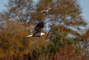 Wall Mural - eagle in flight