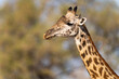 © Marilar Irastorza/Stocksy - Giraffe Face Close-Up