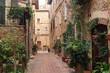 nice street with cobblestone houses full of plants in tuscany 