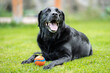 © Alvaro Lavin/Stocksy - Happy black labrador retriever lying on grass with ball