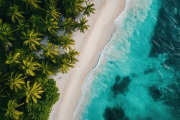 Wall Mural - Aerial view of tropical beach with palm trees and turquoise ocean.