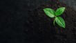 © kwangze - Sprouting plant growth in soil nature close-up fresh environment vibrant perspective renewal concept
