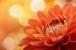 © Abdul - Close-up of a vibrant orange dahlia flower against a blurred warm background.