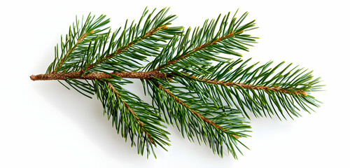 a fresh pine tree branch with vibrant green needles, isolated on a white background to showcase its 