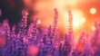 © Andre Jovi - Lavender Flowers in Soft Focus with Sunset Glow