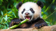 © Margarita - Cute giant panda eating bamboo with a joyful expression in a lush green environment