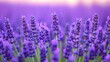 © Andre Jovi - Close-up of Lavender Flowers in a Field