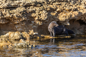 Wall Mural - Neovison vison. American mink on the banks of the Bernesga River, León, Spain.