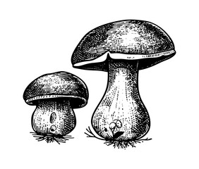 Wall Mural - mushroom boletus engraving black and white outline