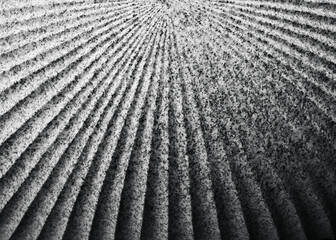 Fototapete - Concrete wall line texture Architecture details Grey background Monochrome