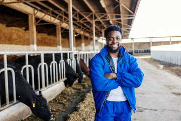 Wall Mural - Portrait of happy multicultural farmer standing with arms crossed at cow's farm. Livestock concept.