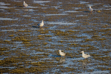 Wall Mural - group of different waterfowl on a lake